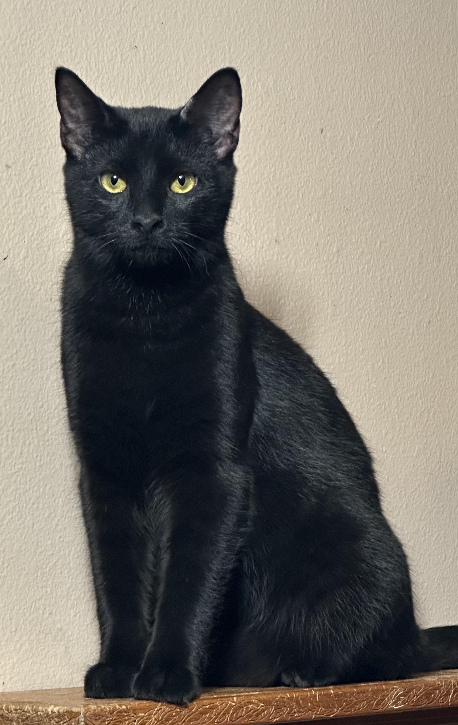 Crow, Adoptable, Kitten Male American Shorthair.