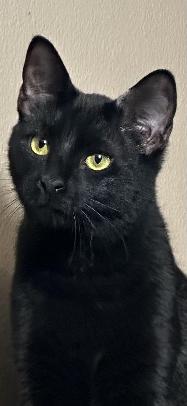 Crow, a Adoptable American Shorthair in Lake Worth, FL image 2/2