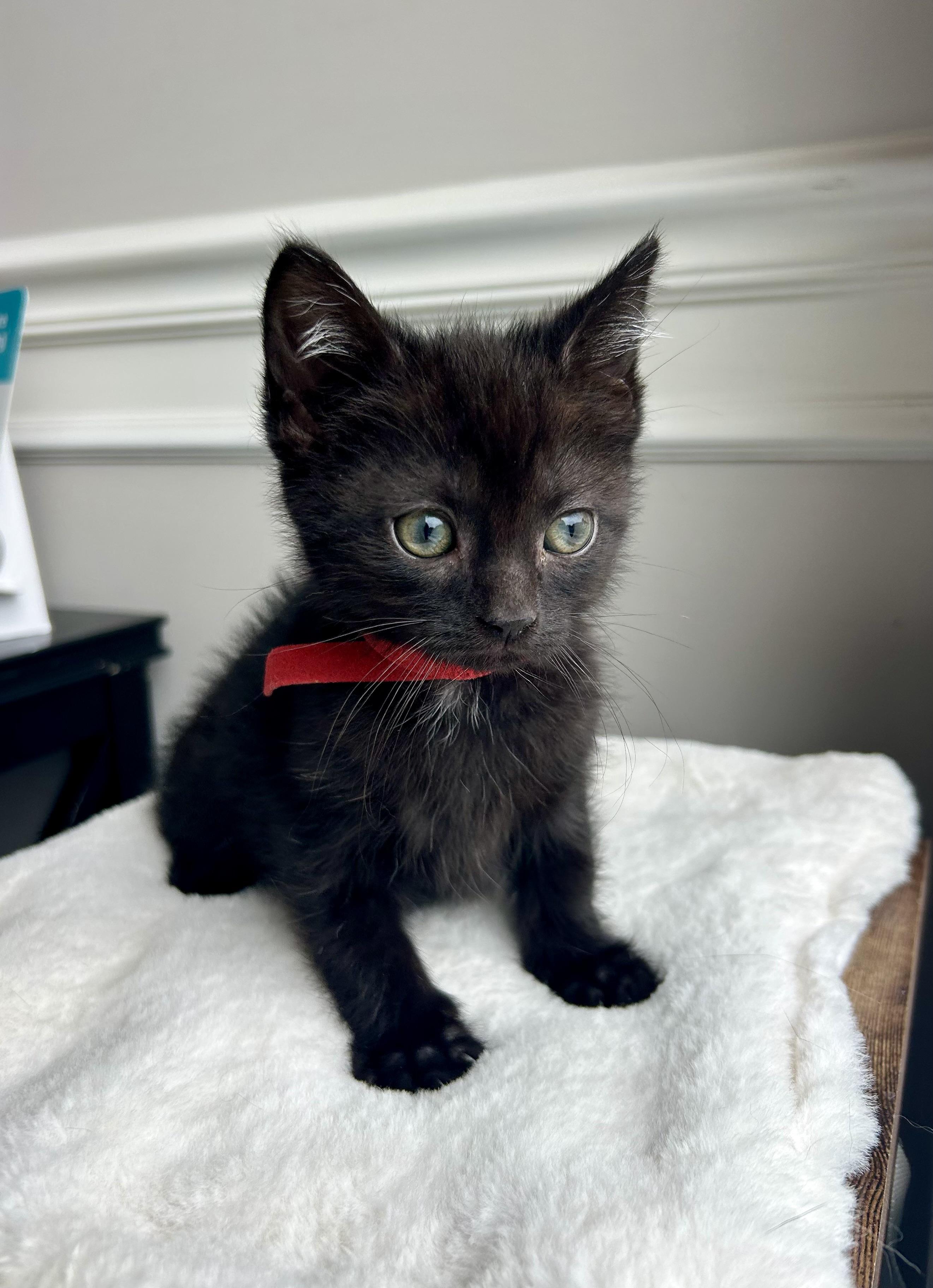 Enlarge Zeppelin , an adopted Domestic Short Hair in Bethel, OH image 1/1
