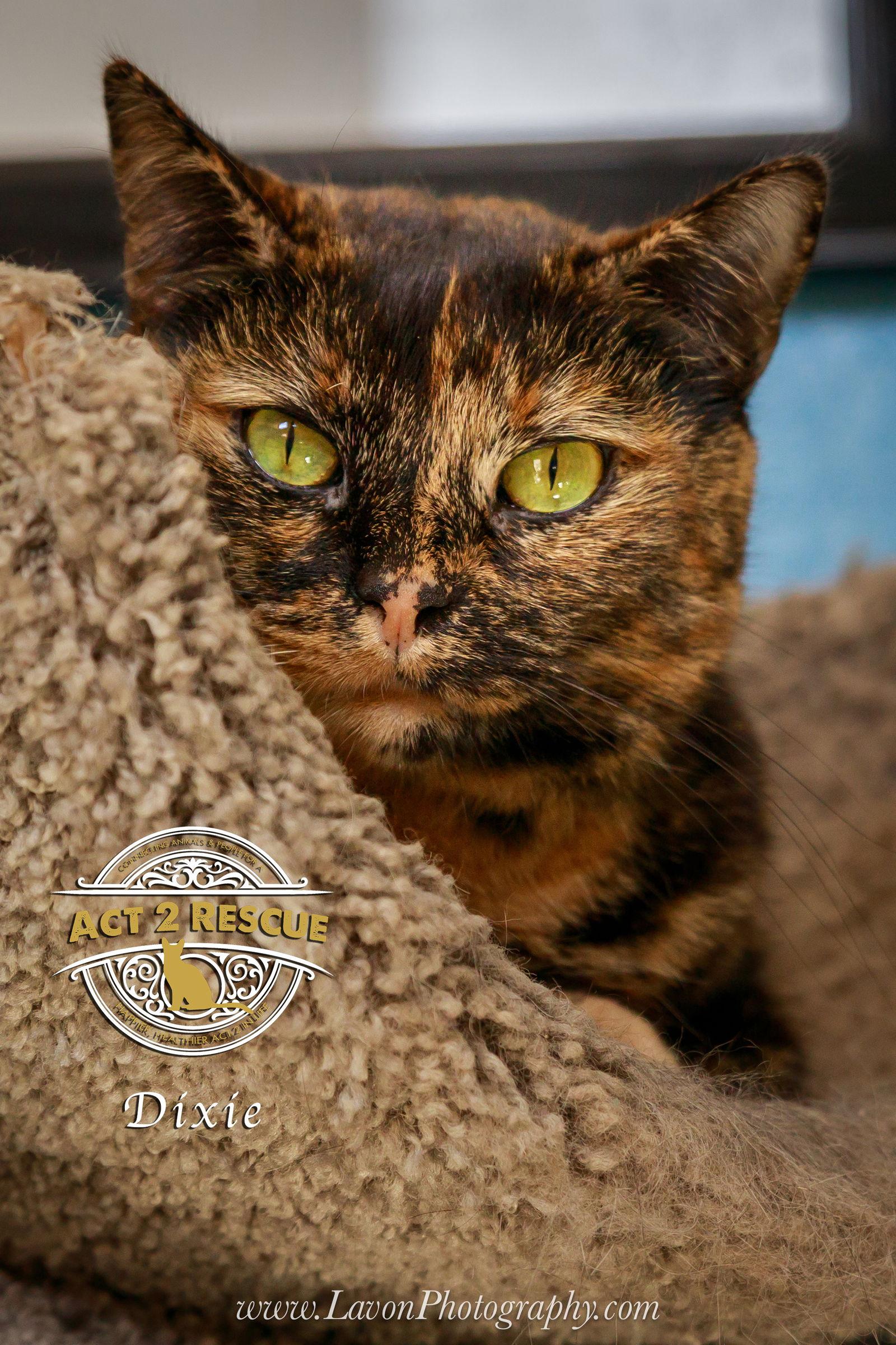 Dixie, Adoptable, Adult Female Tortoiseshell.
