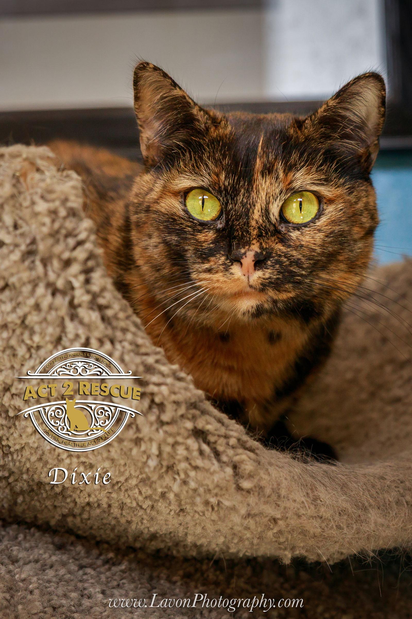 Enlarge Dixie, a Adoptable Tortoiseshell in Riverside, CA image 2/3
