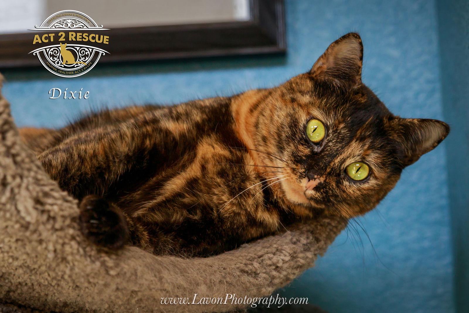 Dixie, a Adoptable Tortoiseshell in Riverside, CA image 2/6