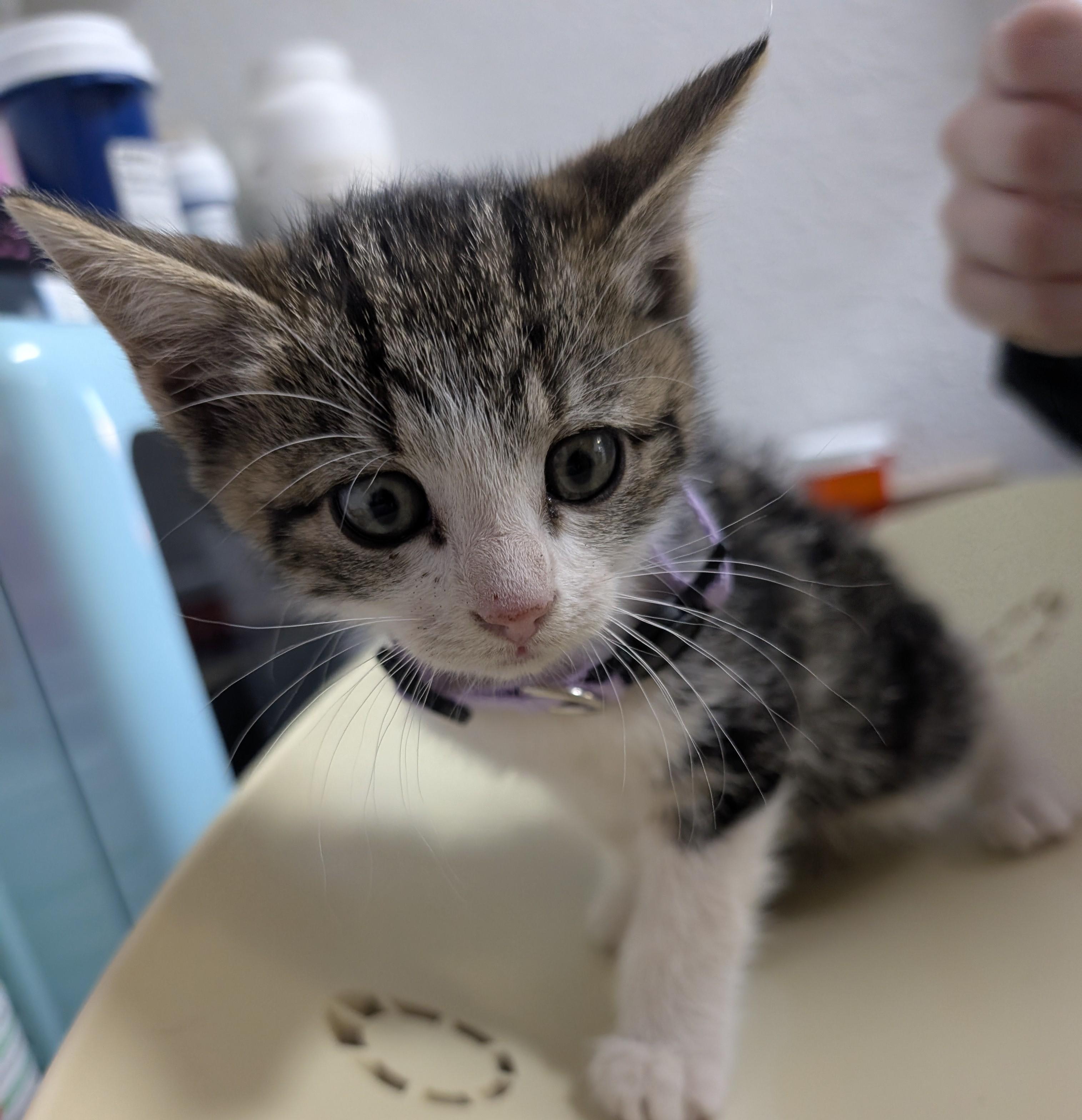 Enlarge Thistle, a Adoptable Domestic Short Hair in Bisbee, AZ image 1/1