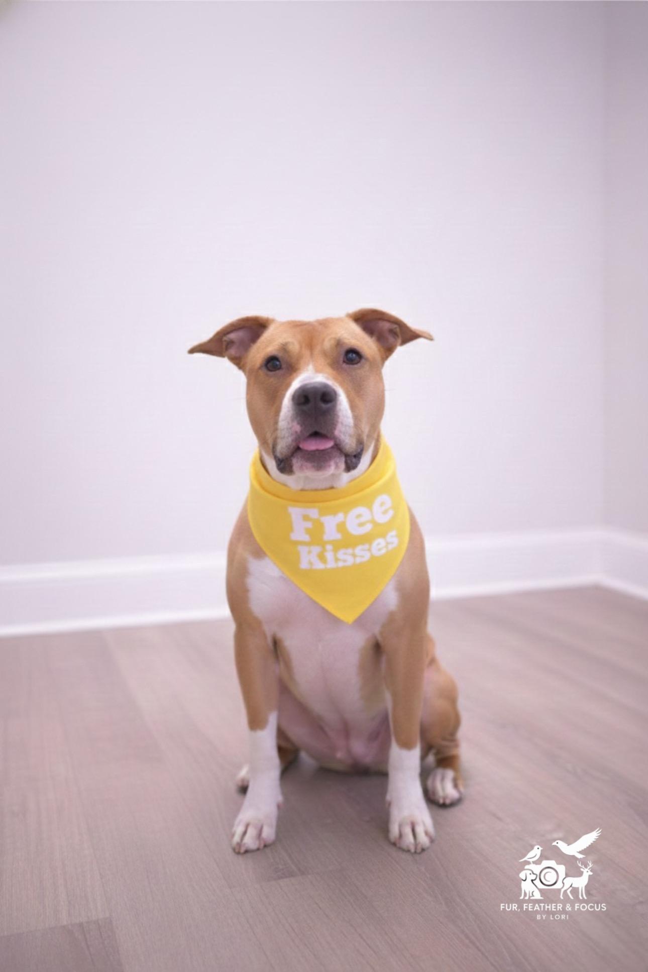 Daisy, ADOPTABLE, Young Female Mixed Breed.