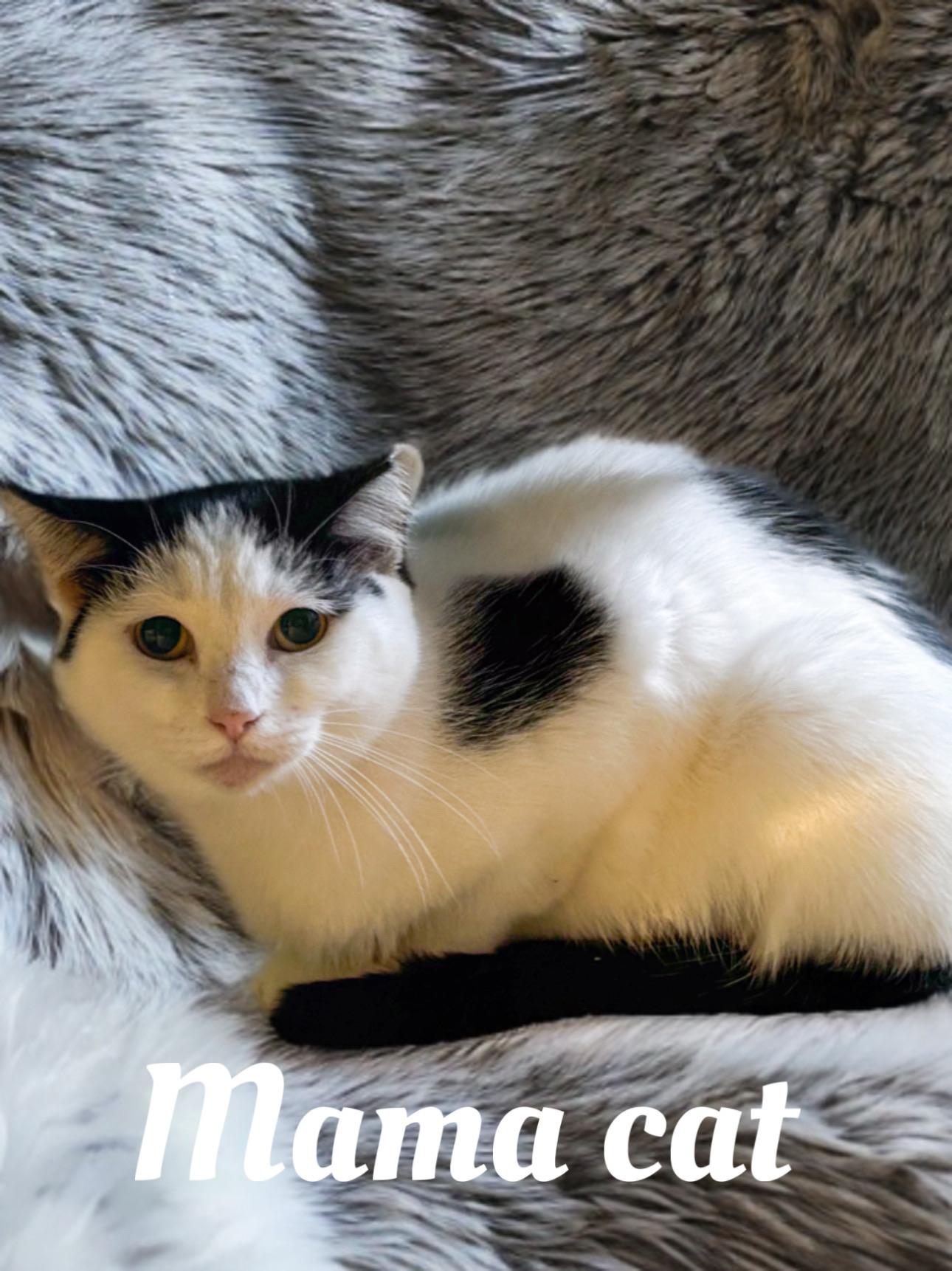 Mama cat, Adoptable, Adult Female Domestic Short Hair.