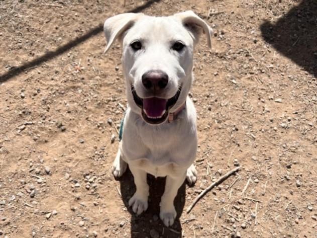 ASH, Adoptable, Young Male Mixed Breed.