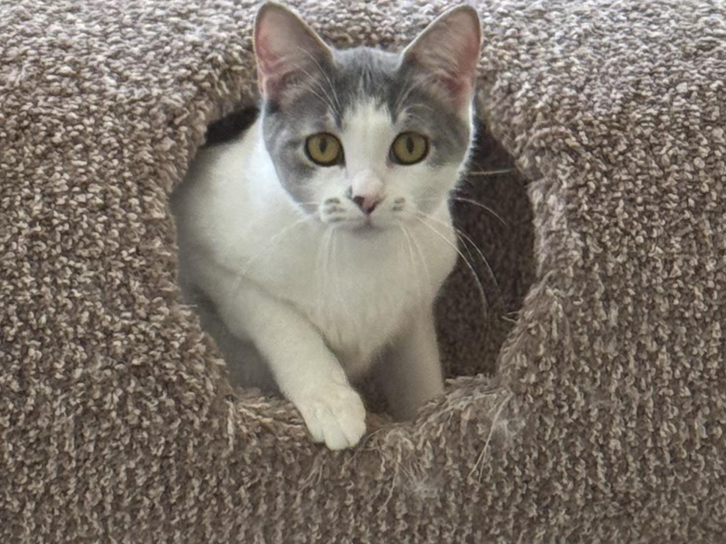 Gianna, a ADOPTABLE mixed breed in Pittsburgh, PA image 2/6