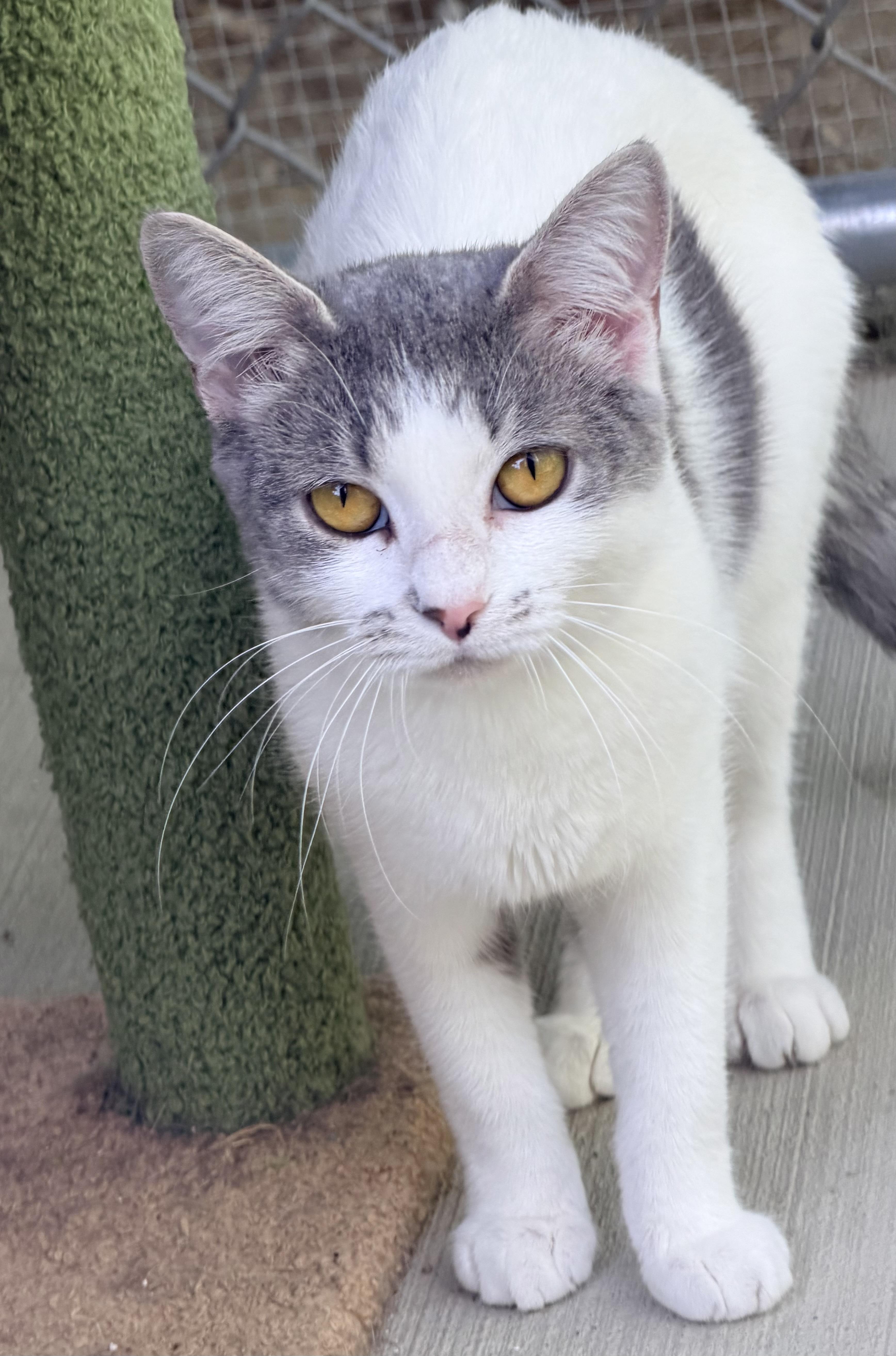 Gianna, ADOPTABLE, Young Female Domestic Short Hair & Maine Coon.