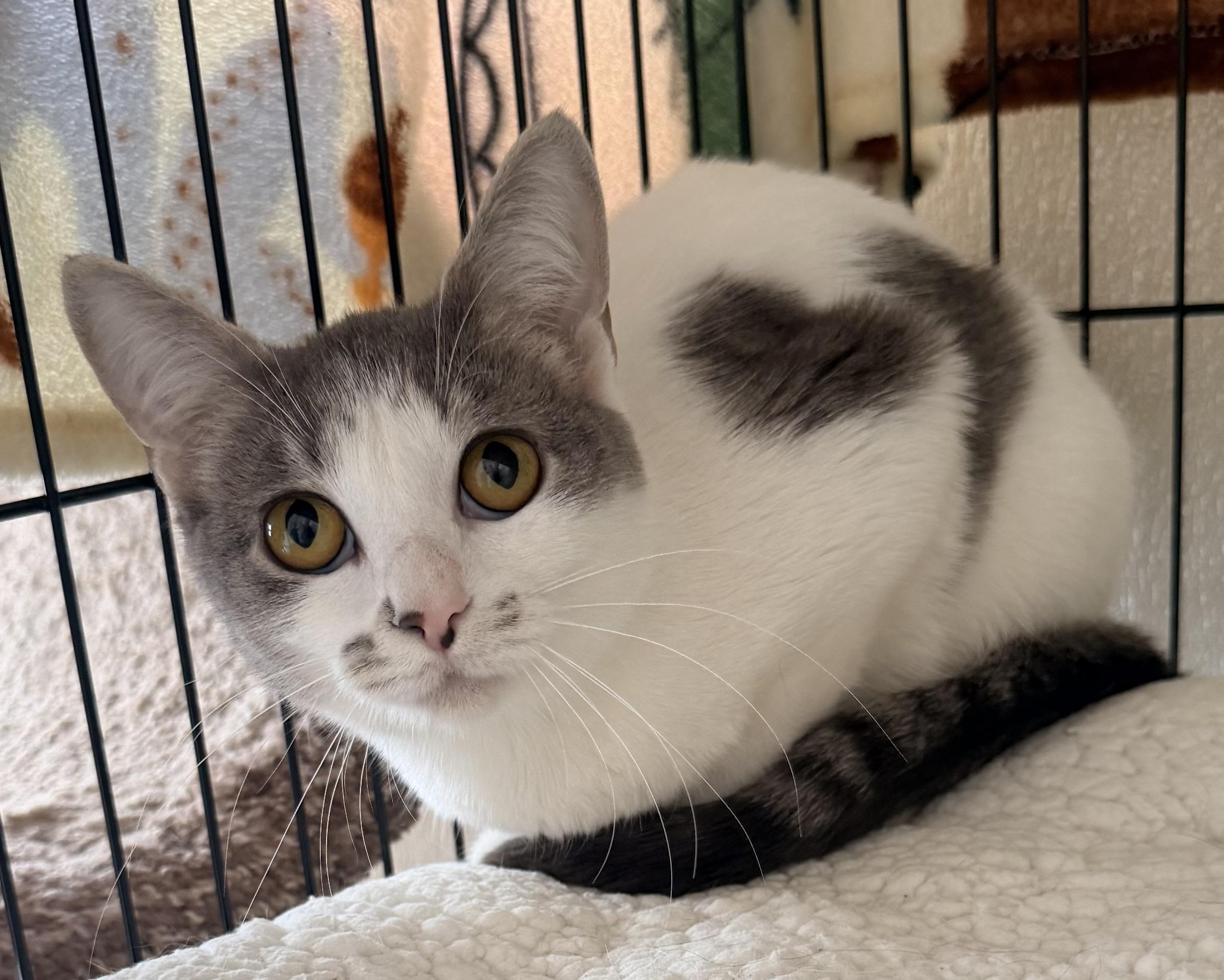 Gianna, a ADOPTABLE mixed breed in Pittsburgh, PA image 3/6