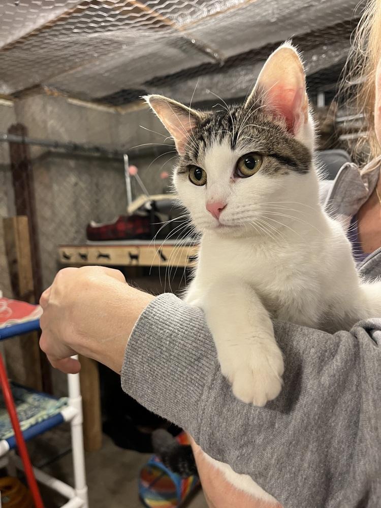 Enlarge Pippy, a Adoptable Domestic Short Hair in Bolton, CT image 1/6