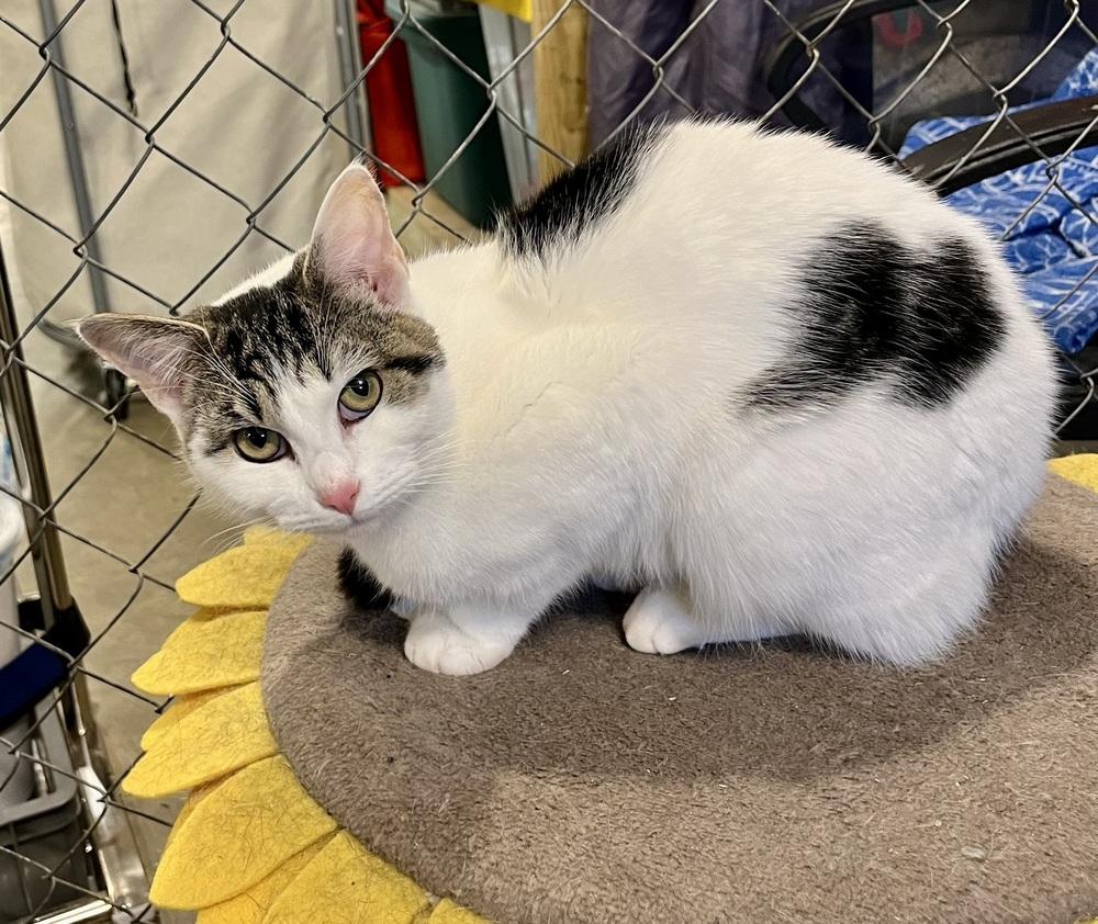 Enlarge Pippy, a Adoptable Domestic Short Hair in Bolton, CT image 2/6