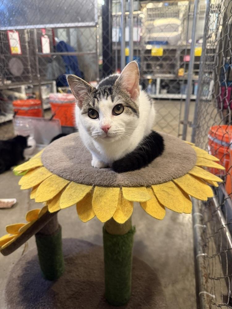 Enlarge Pippy, a Adoptable Domestic Short Hair in Bolton, CT image 3/6