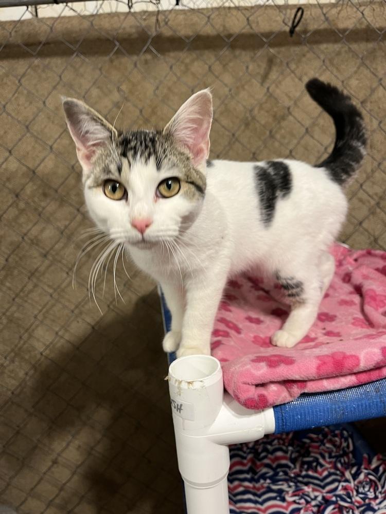 Enlarge Pippy, a Adoptable Domestic Short Hair in Bolton, CT image 4/6