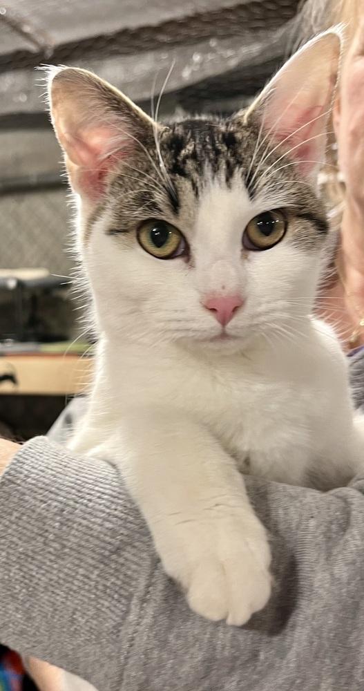 Enlarge Pippy, a Adoptable Domestic Short Hair in Bolton, CT image 5/6