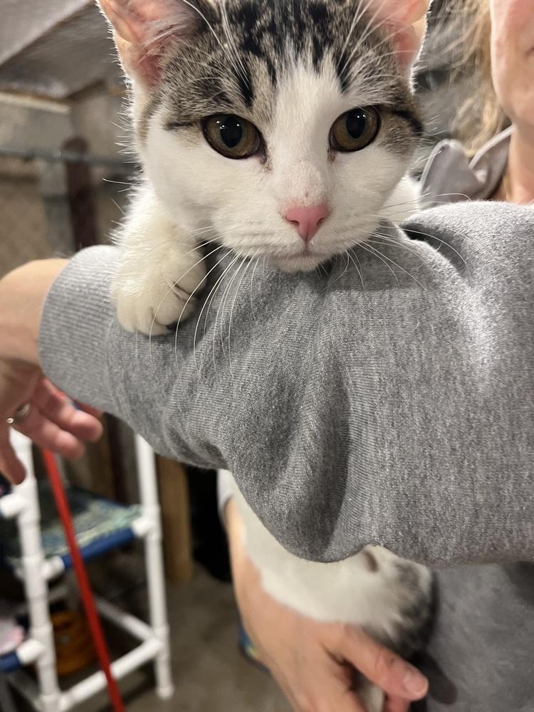 Enlarge Pippy, a Adoptable Domestic Short Hair in Bolton, CT image 6/6