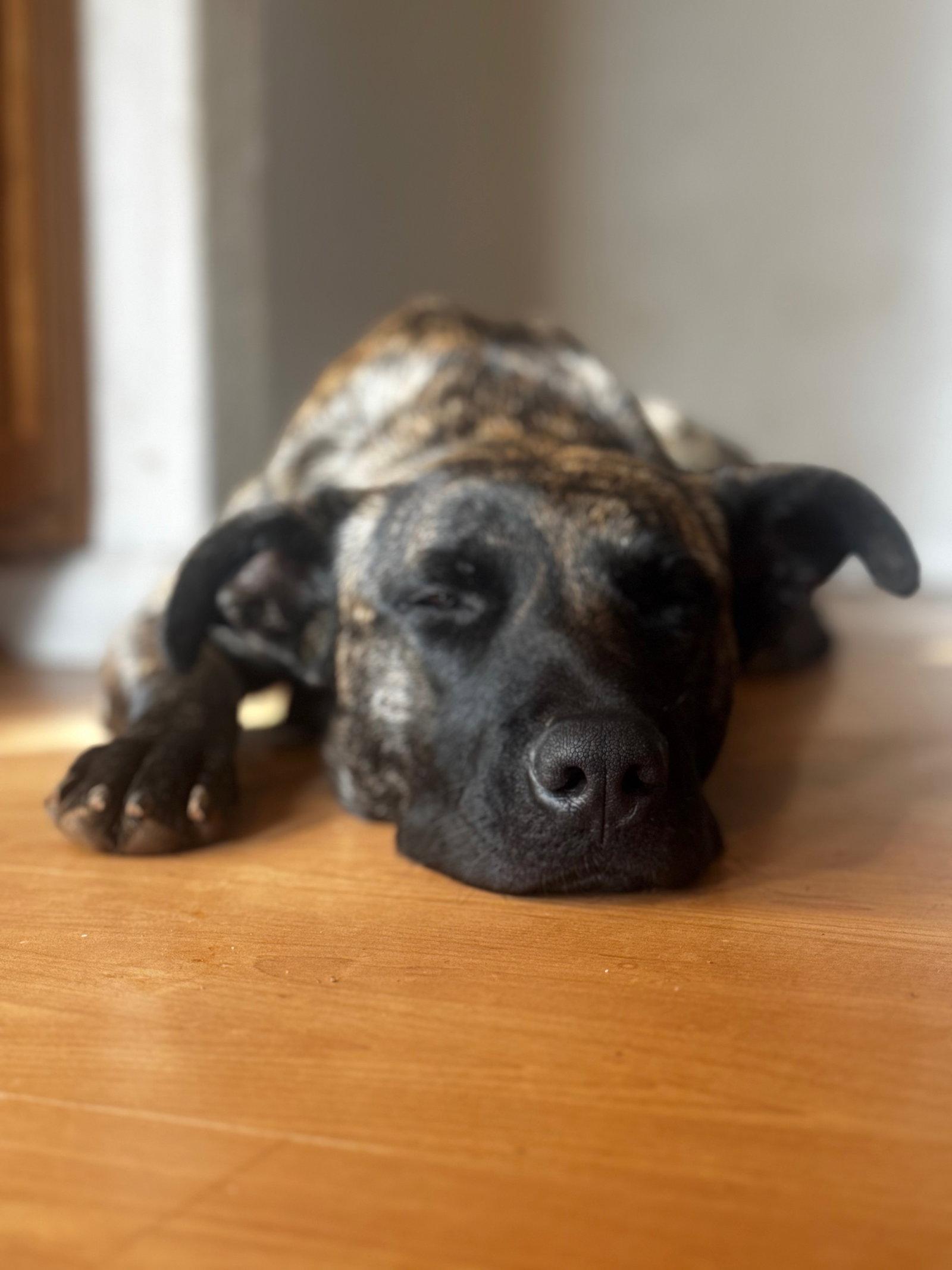 Harley Queen, Adopted, Adult Female Cane Corso.