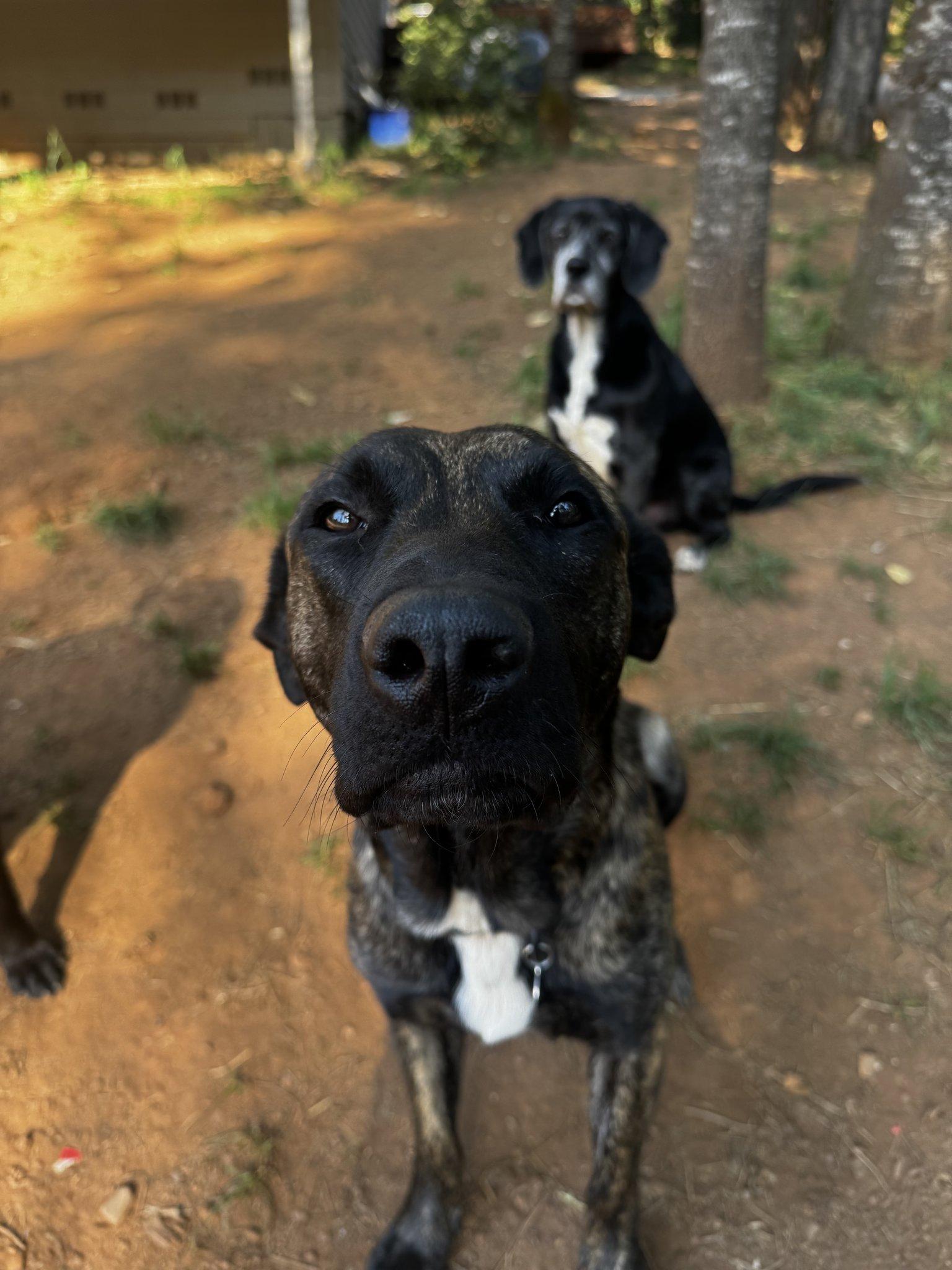 Harley Queen, a Adopted Cane Corso in Roseville, CA image 2/2