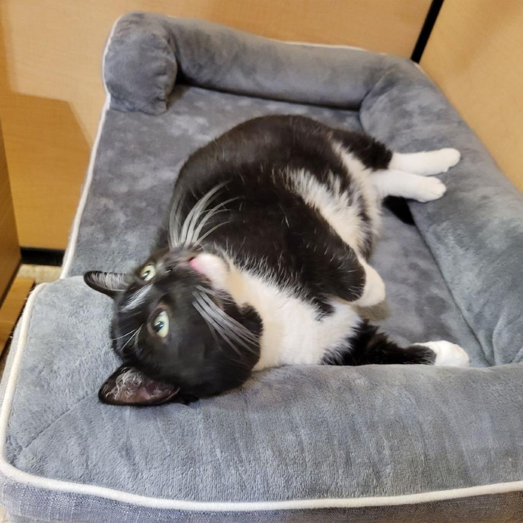 Enlarge Hal, a Adoptable Domestic Short Hair in Toms Brook, VA image 1/4