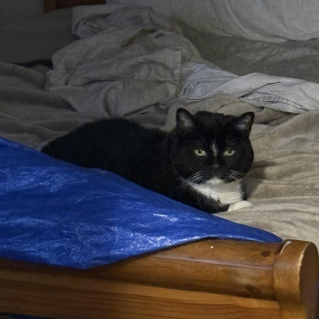 Enlarge Hal, a Adoptable Domestic Short Hair in Toms Brook, VA image 2/4