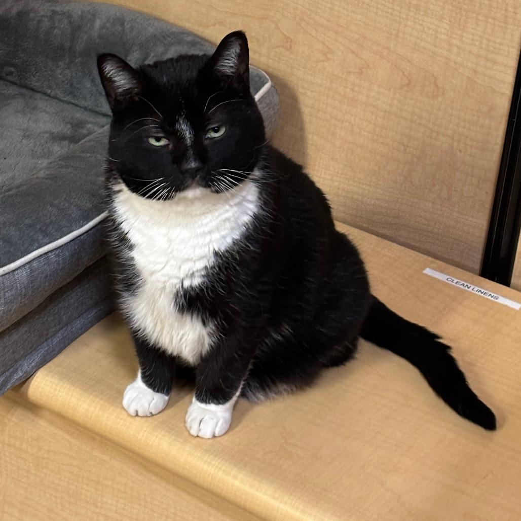 Enlarge Hal, a Adoptable Domestic Short Hair in Toms Brook, VA image 3/4