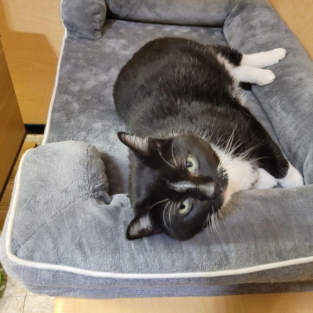 Enlarge Hal, a Adoptable Domestic Short Hair in Toms Brook, VA image 4/4