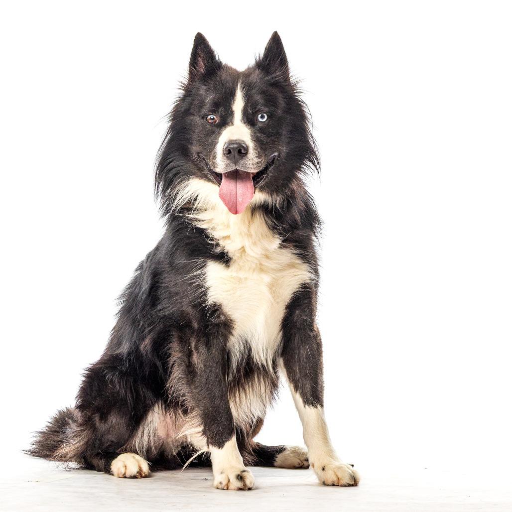 Bjorn, Adoptable, Adult Male Siberian Husky.