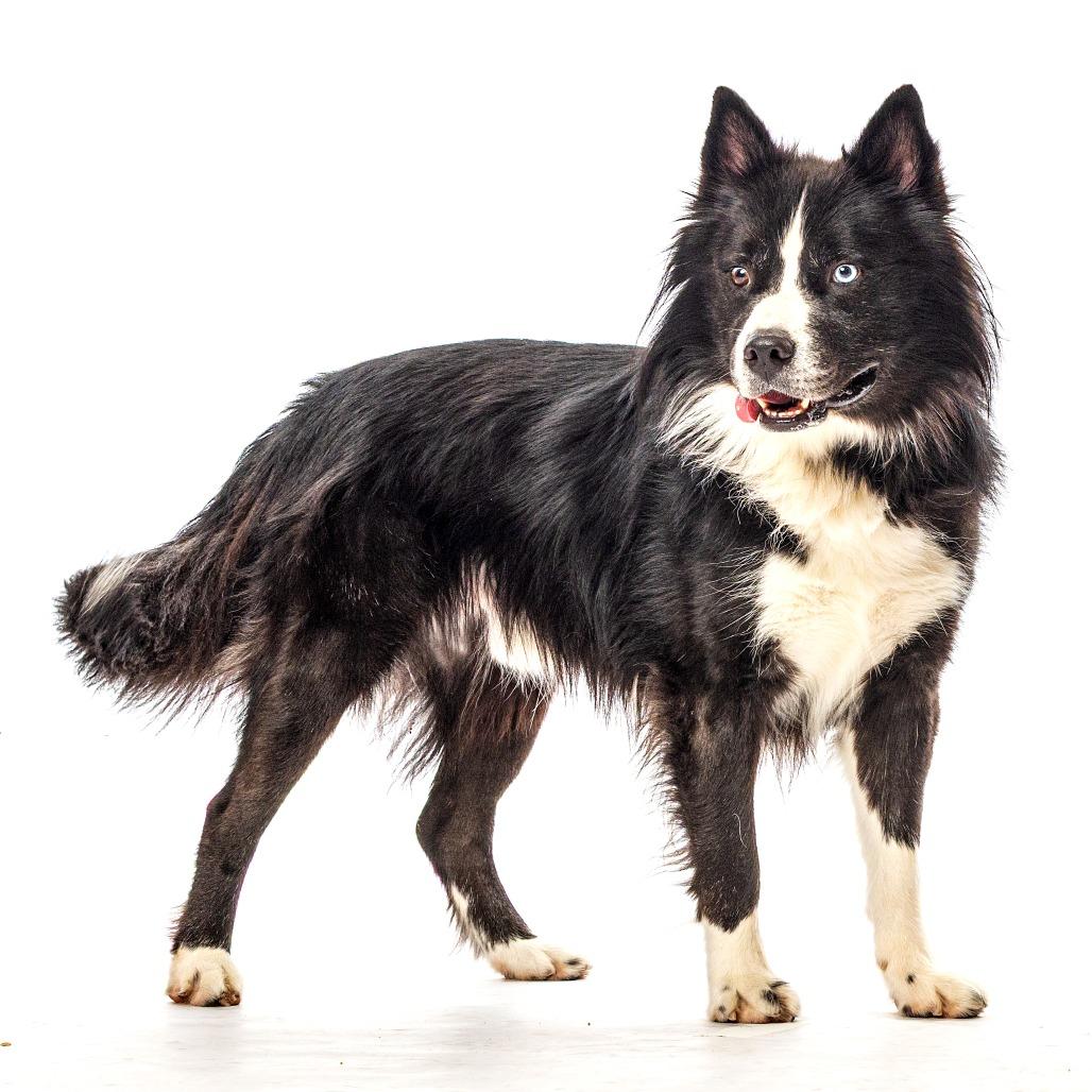 Enlarge Bjorn, a Adoptable Siberian Husky in Reno, NV image 2/6