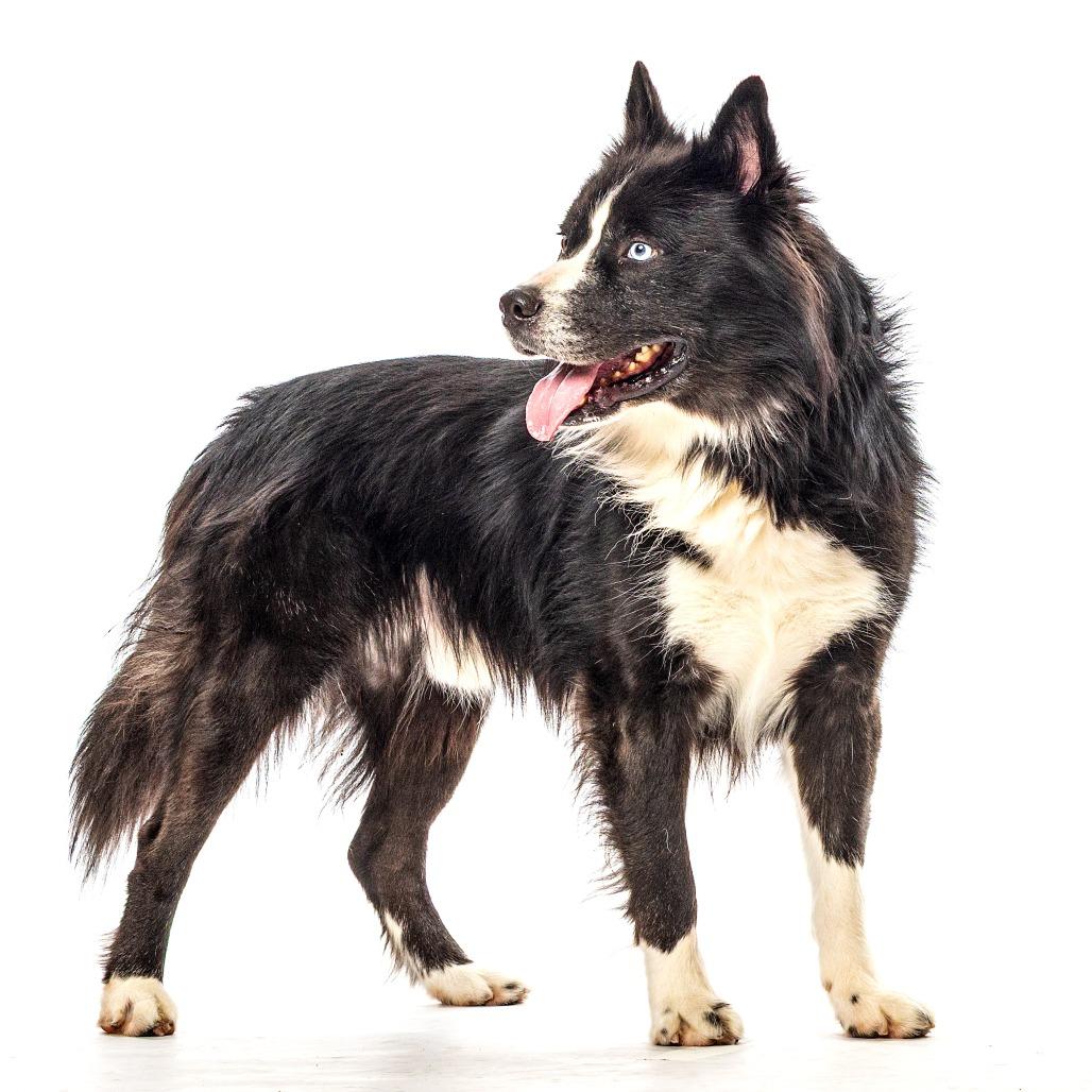 Enlarge Bjorn, a Adoptable Siberian Husky in Reno, NV image 3/6