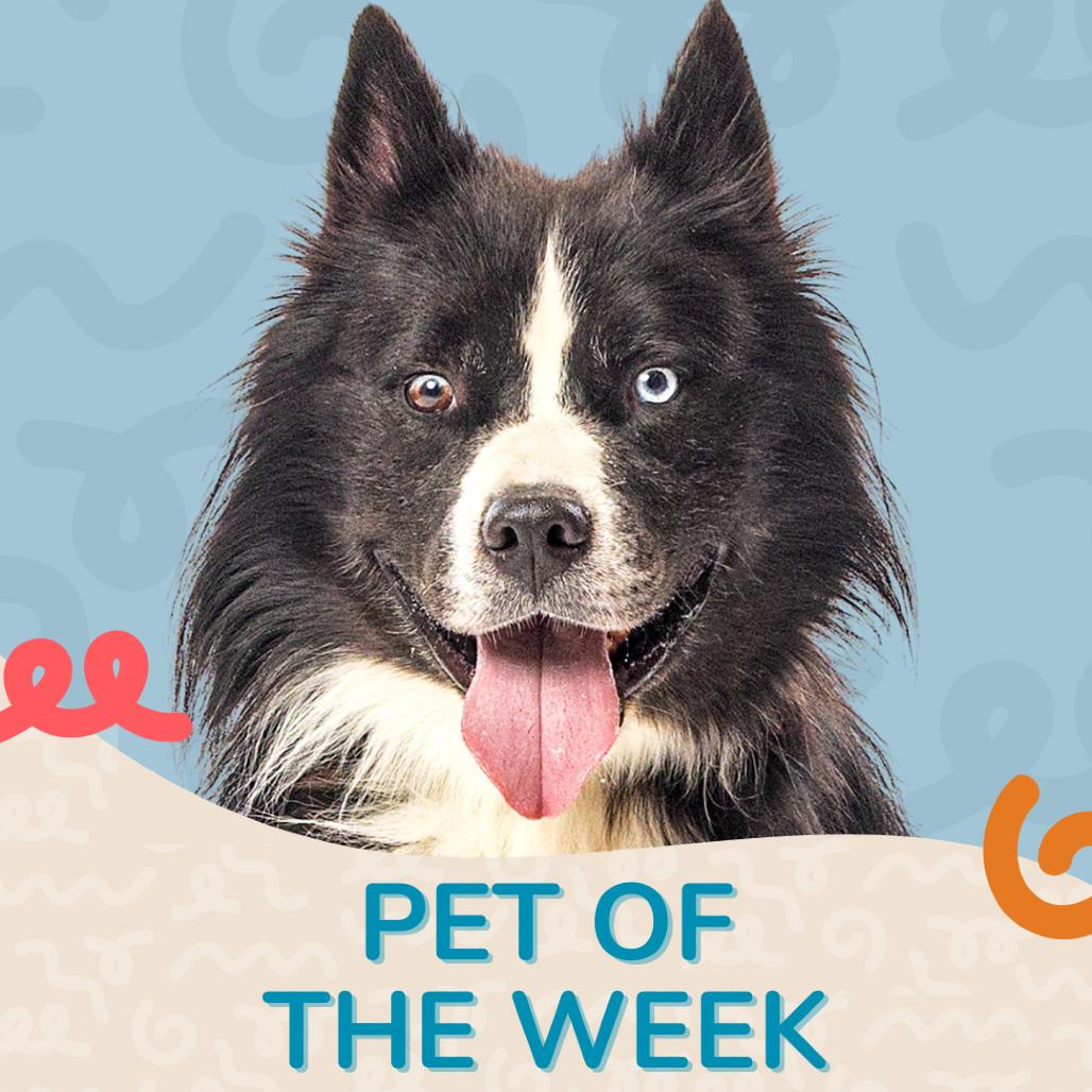 Enlarge Bjorn, a Adoptable Siberian Husky in Reno, NV image 4/6