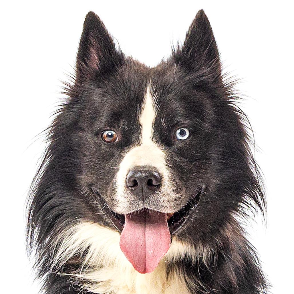 Enlarge Bjorn, a Adoptable Siberian Husky in Reno, NV image 5/6