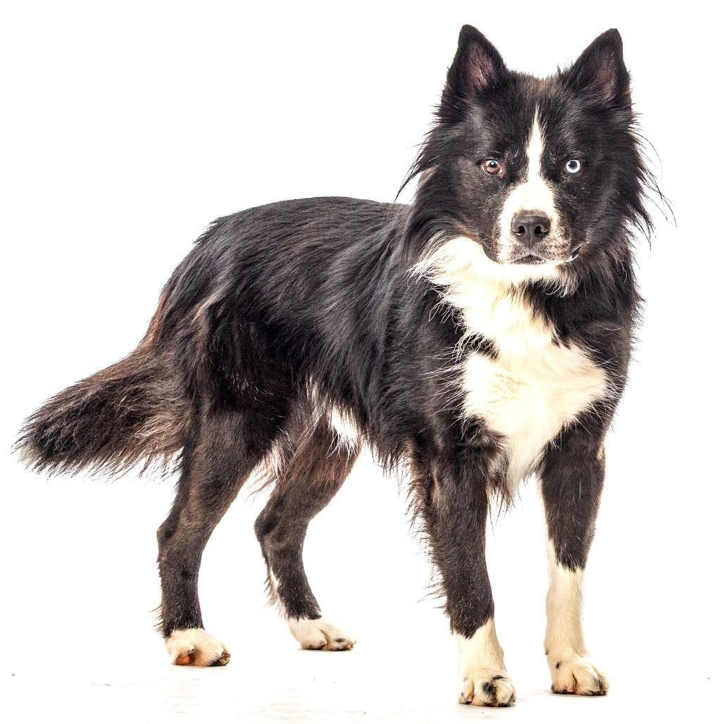 Enlarge Bjorn, a Adoptable Siberian Husky in Reno, NV image 6/6