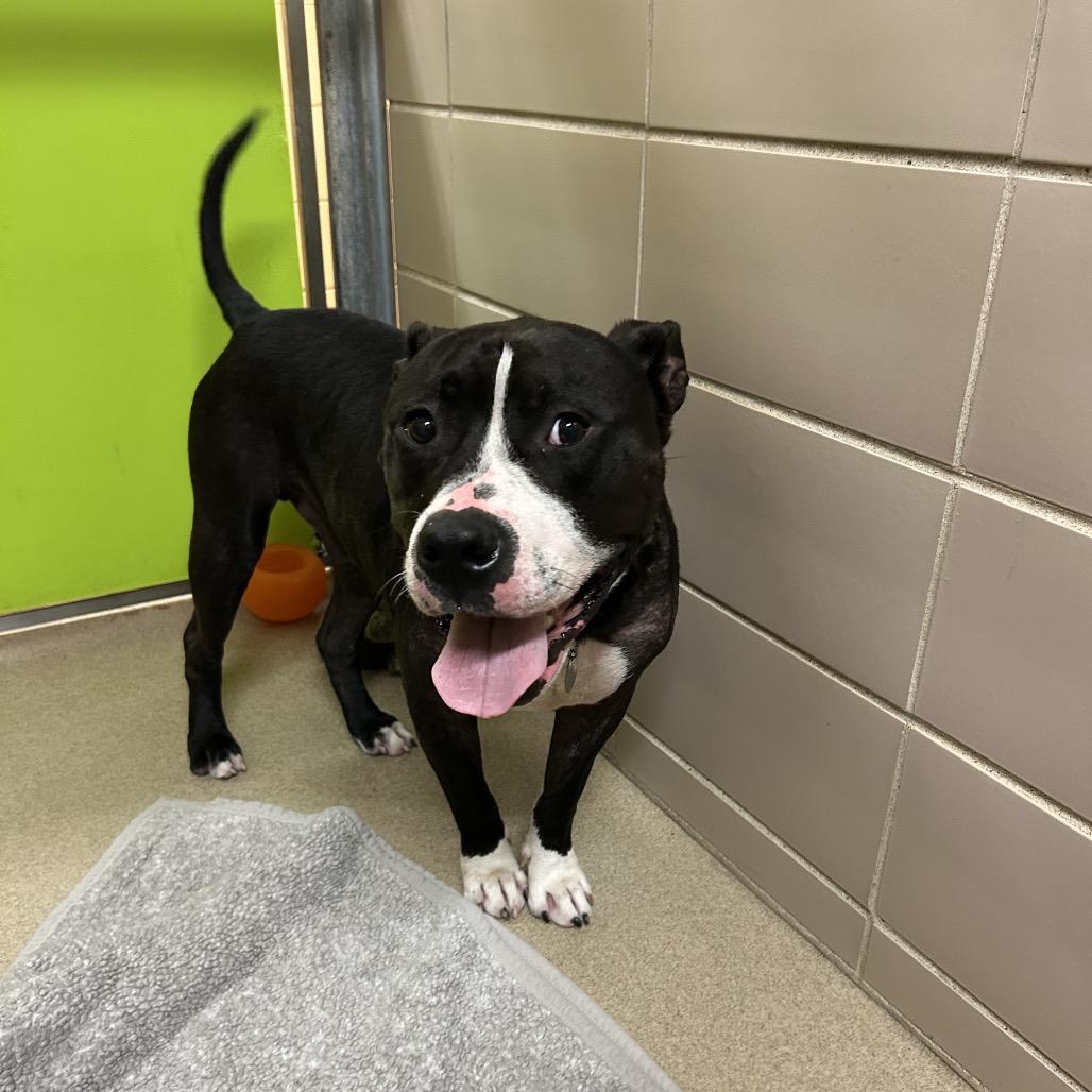 Edgar, a Adoptable Mixed Breed in Waukesha, WI image 1/5