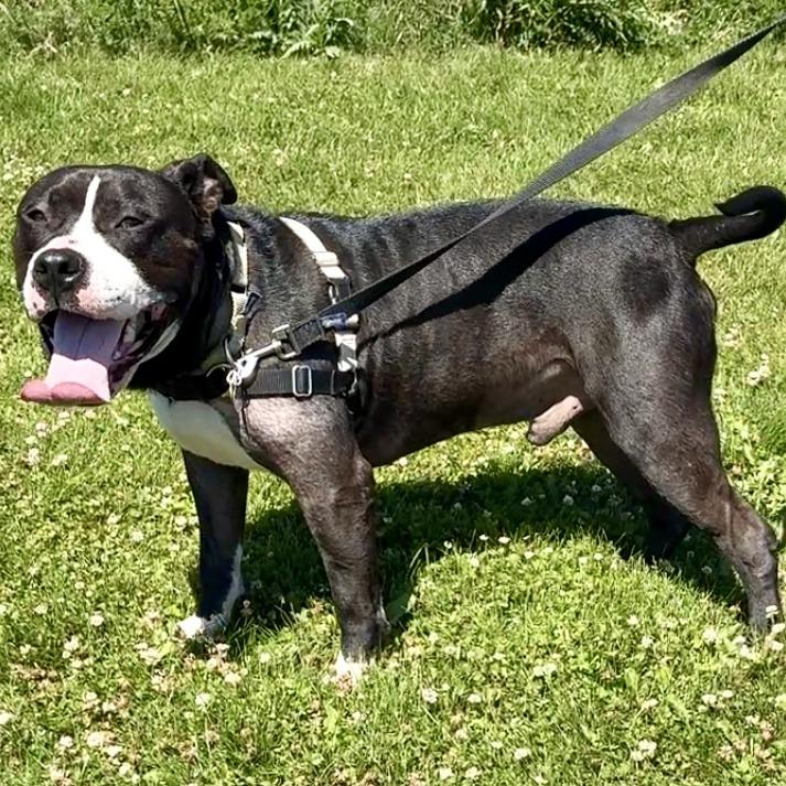 Edgar, a Adoptable Mixed Breed in Waukesha, WI image 2/5