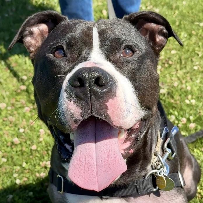 Edgar, a Adoptable Mixed Breed in Waukesha, WI image 3/5