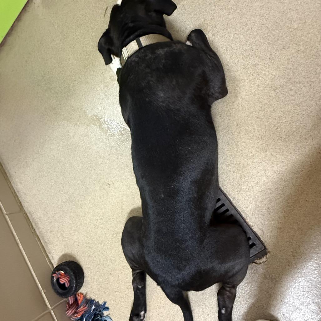 Edgar, a Adoptable Mixed Breed in Waukesha, WI image 5/5