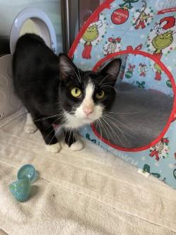 Enlarge Shadow, a Adoptable Domestic Short Hair in Independence, MO image 1/3