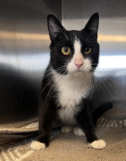 Enlarge Shadow, a Adoptable Domestic Short Hair in Independence, MO image 2/3
