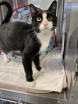 Enlarge Shadow, a Adoptable Domestic Short Hair in Independence, MO image 3/3