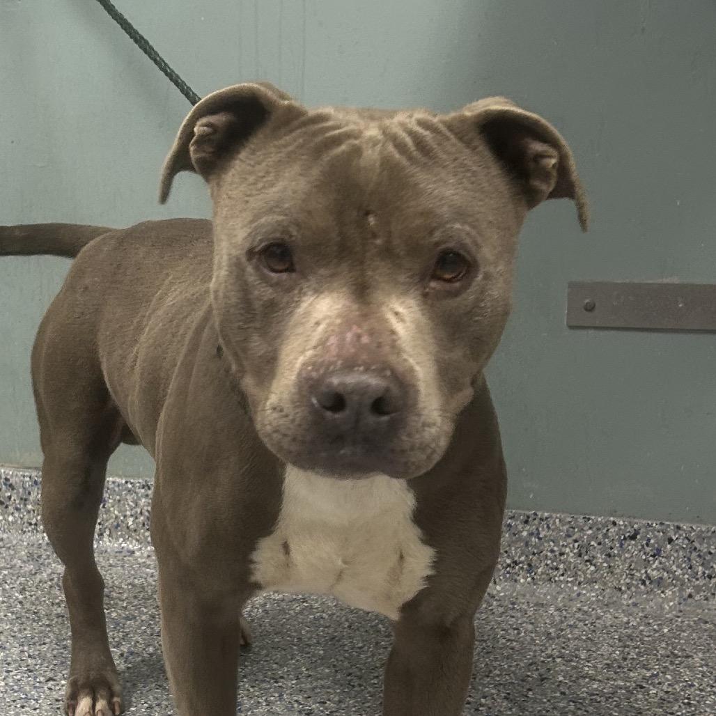 Enlarge Bowser, a Adoptable mixed breed in Greenville, SC image 1/1