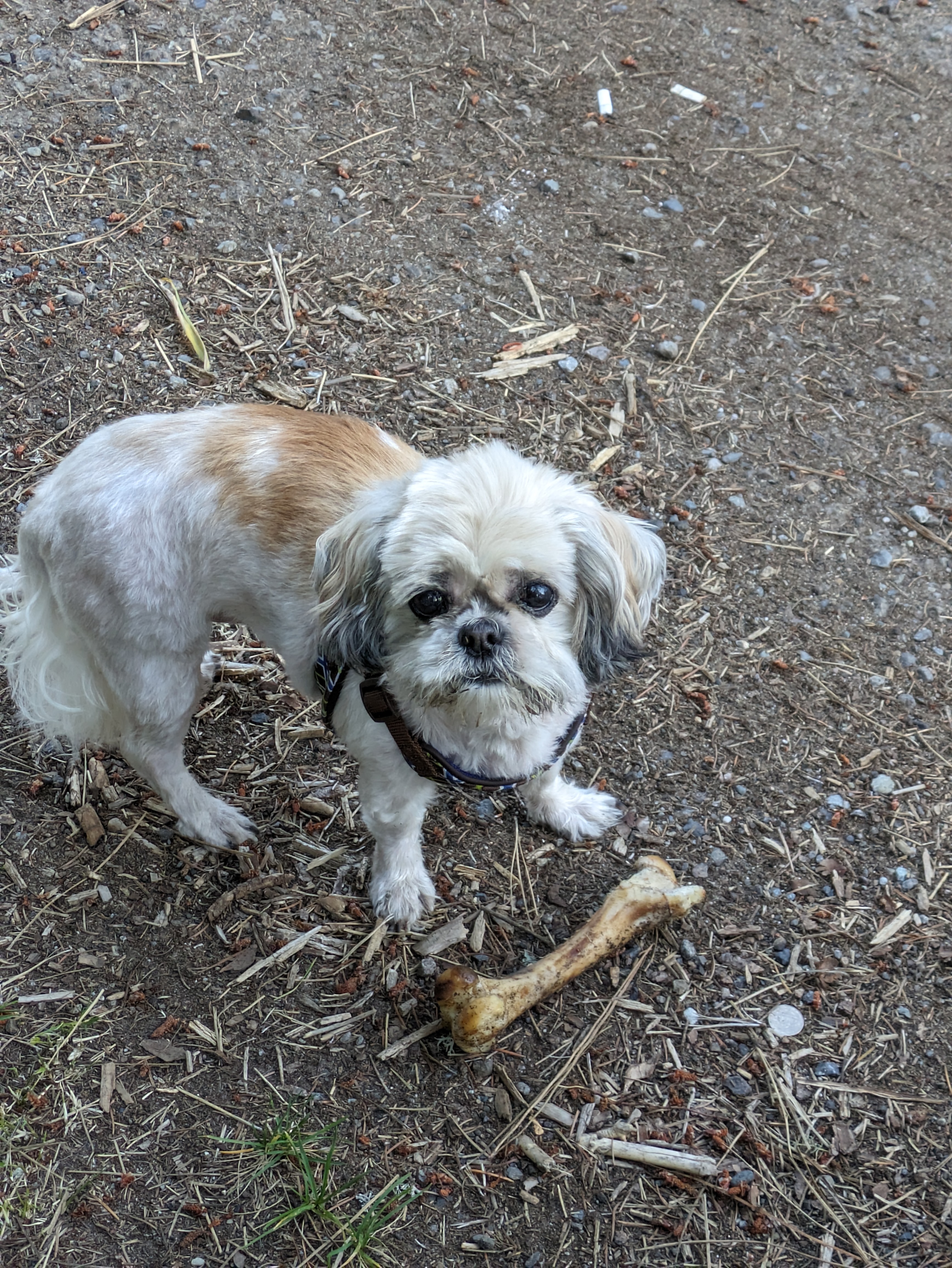 Soley, Adopted, Adult Female Shih Tzu & Maltese.