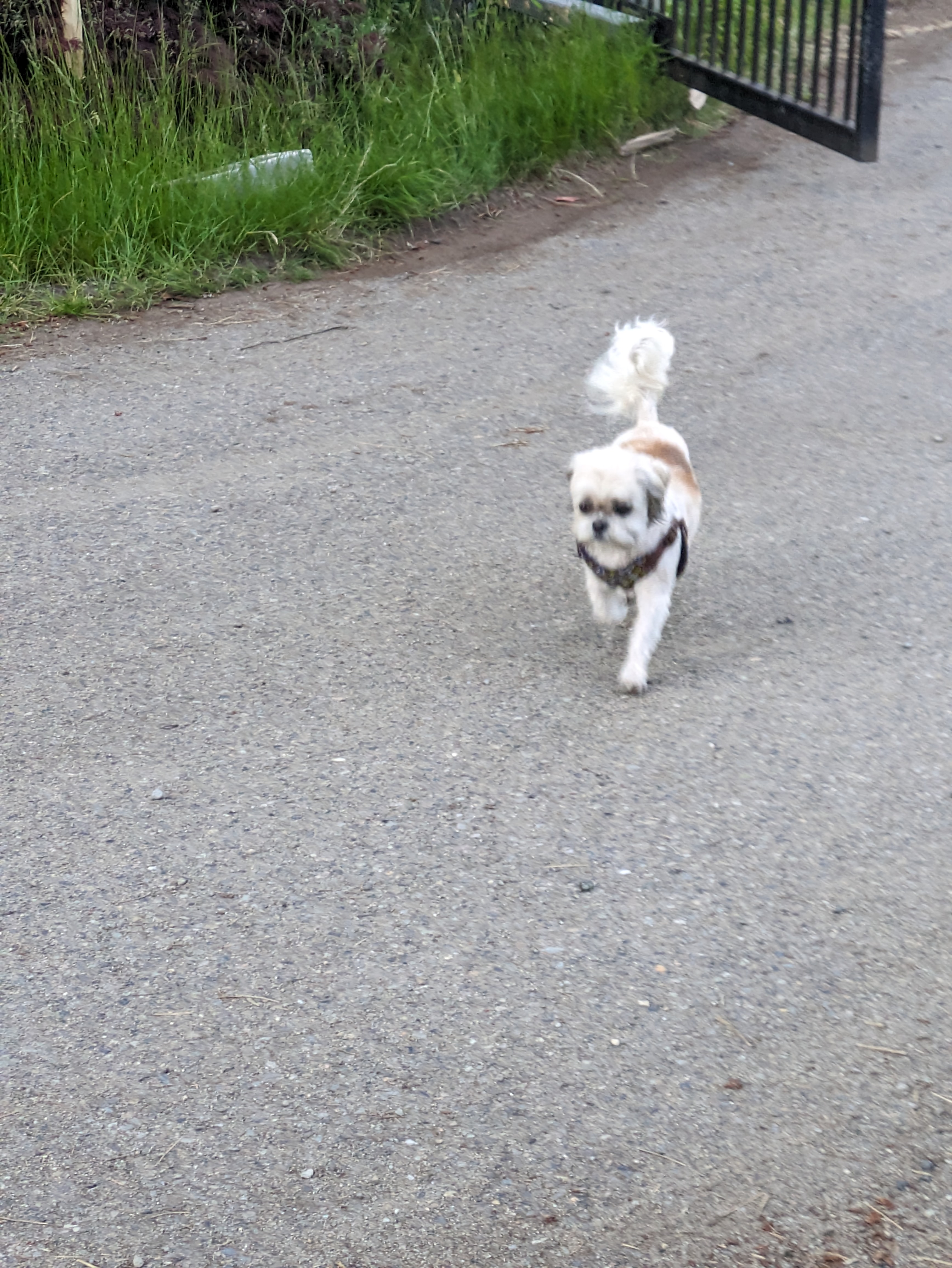 Soley, Adopted, Adult Female Shih Tzu & Maltese.