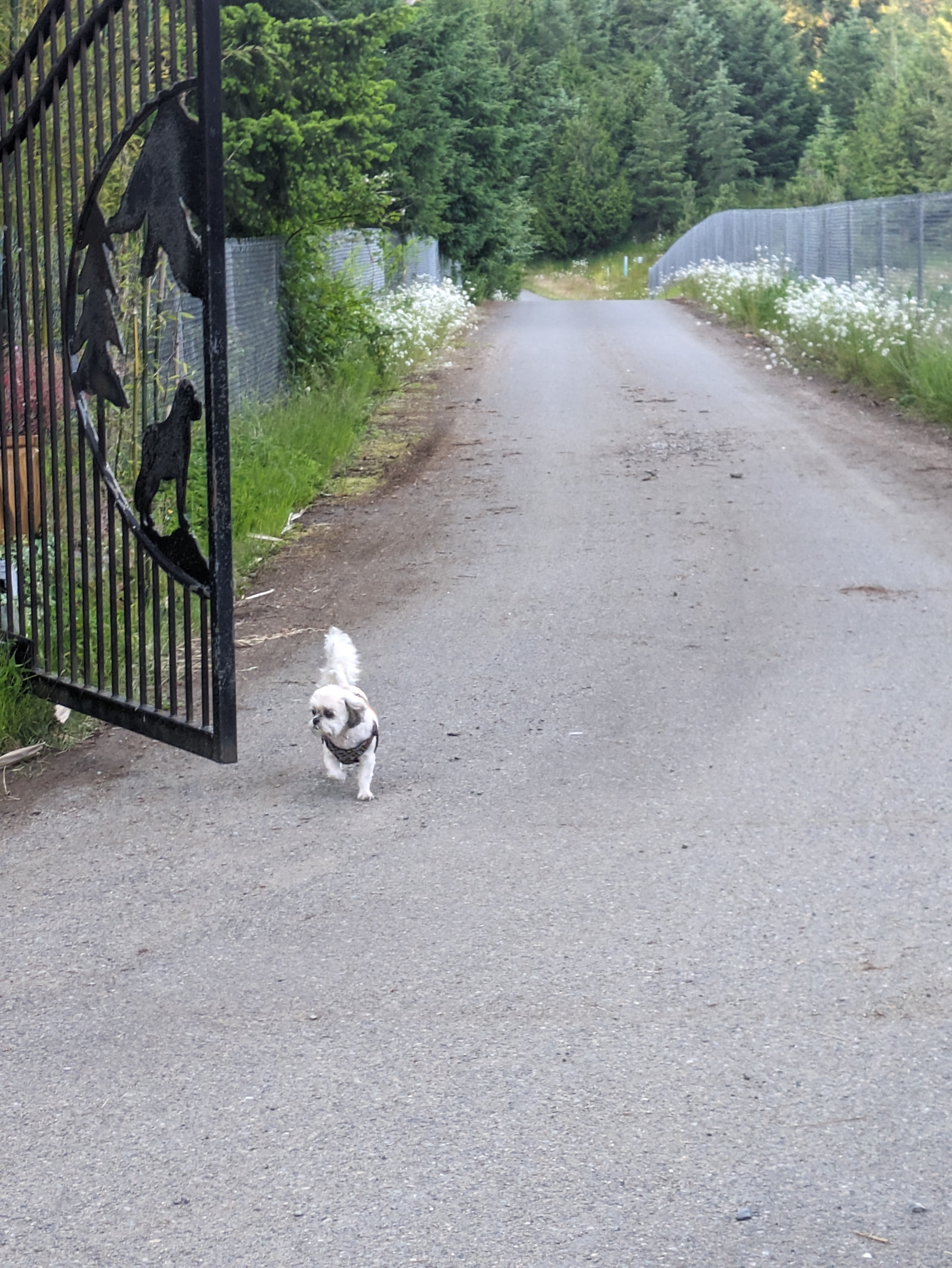 Soley, a Adopted mixed breed in Kirkland, WA image 3/4