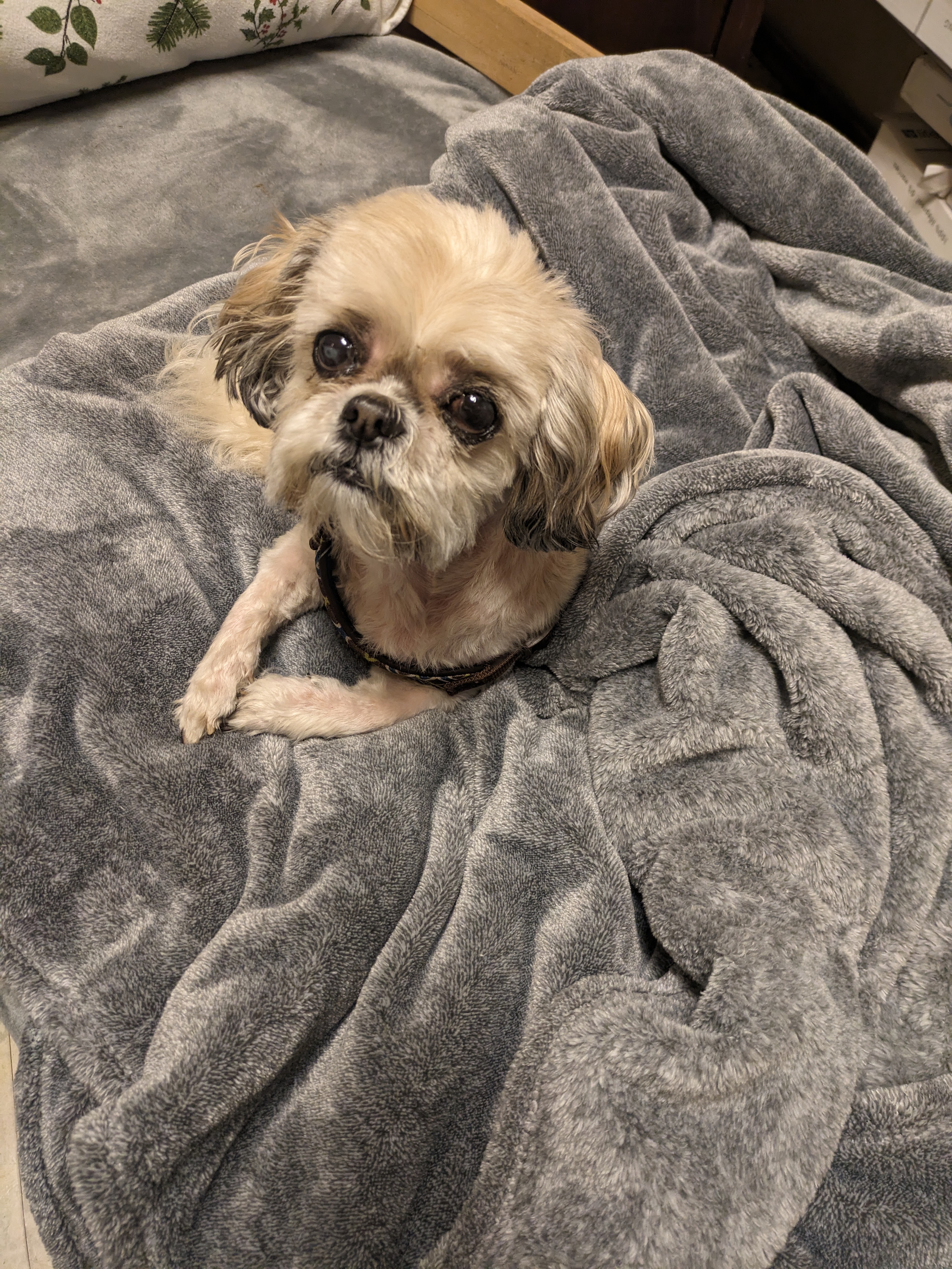 Soley, a Adopted mixed breed in Kirkland, WA image 4/4