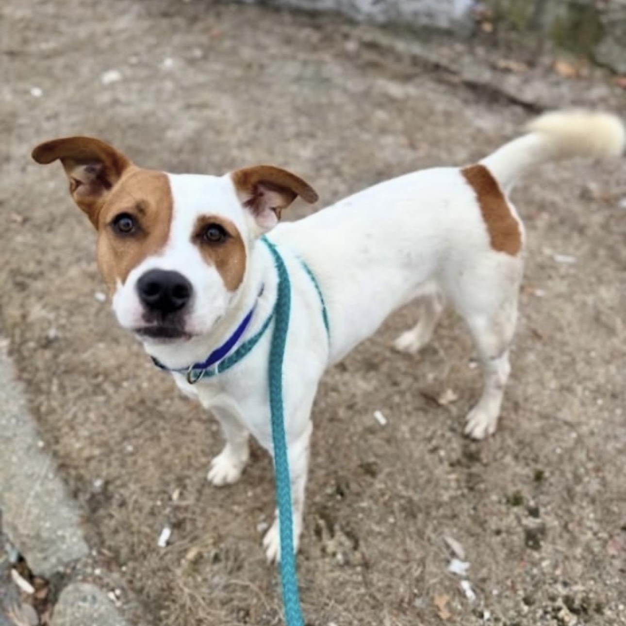 MAX, a Adoptable mixed breed in Cranston, RI image 2/3