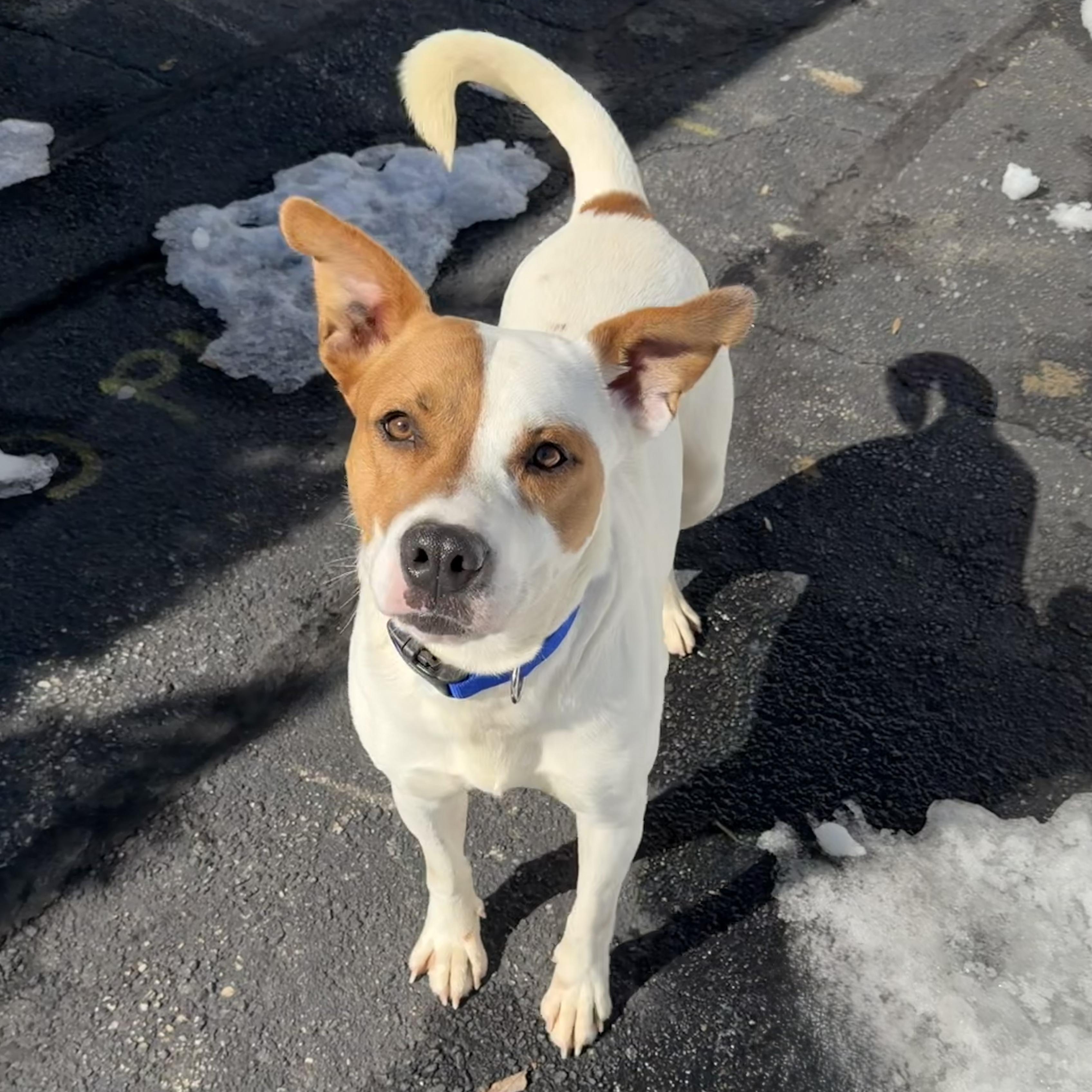 MAX, Adoptable, Adult Male Mixed Breed.