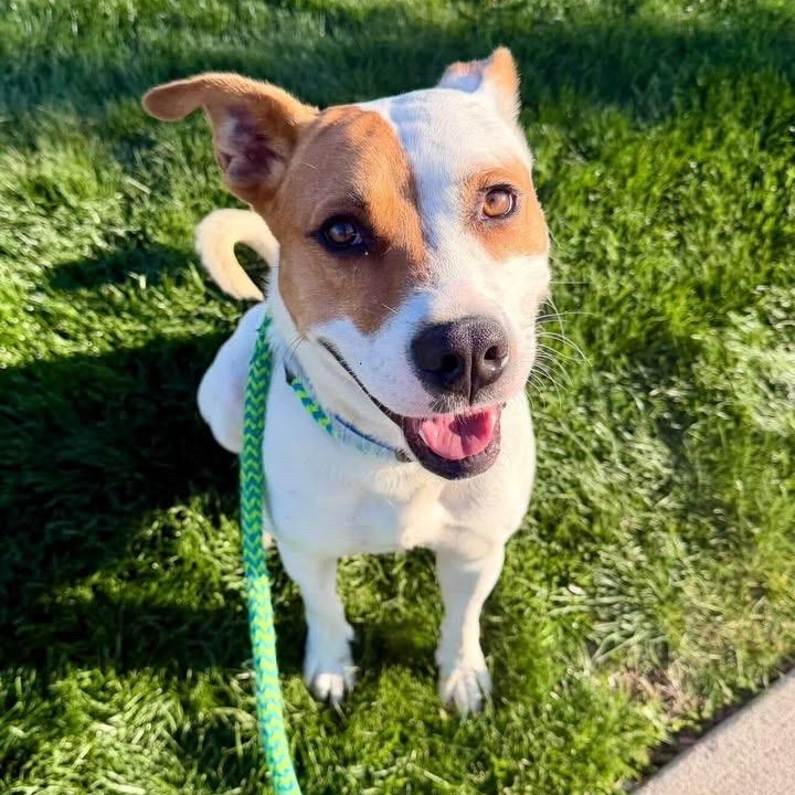 MAX, a Adoptable mixed breed in Cranston, RI image 3/3