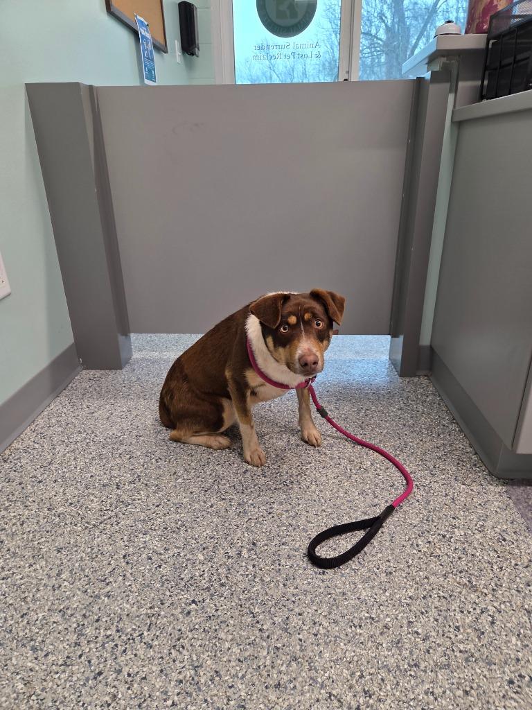 Jack, Adoptable, Adult Male Terrier.