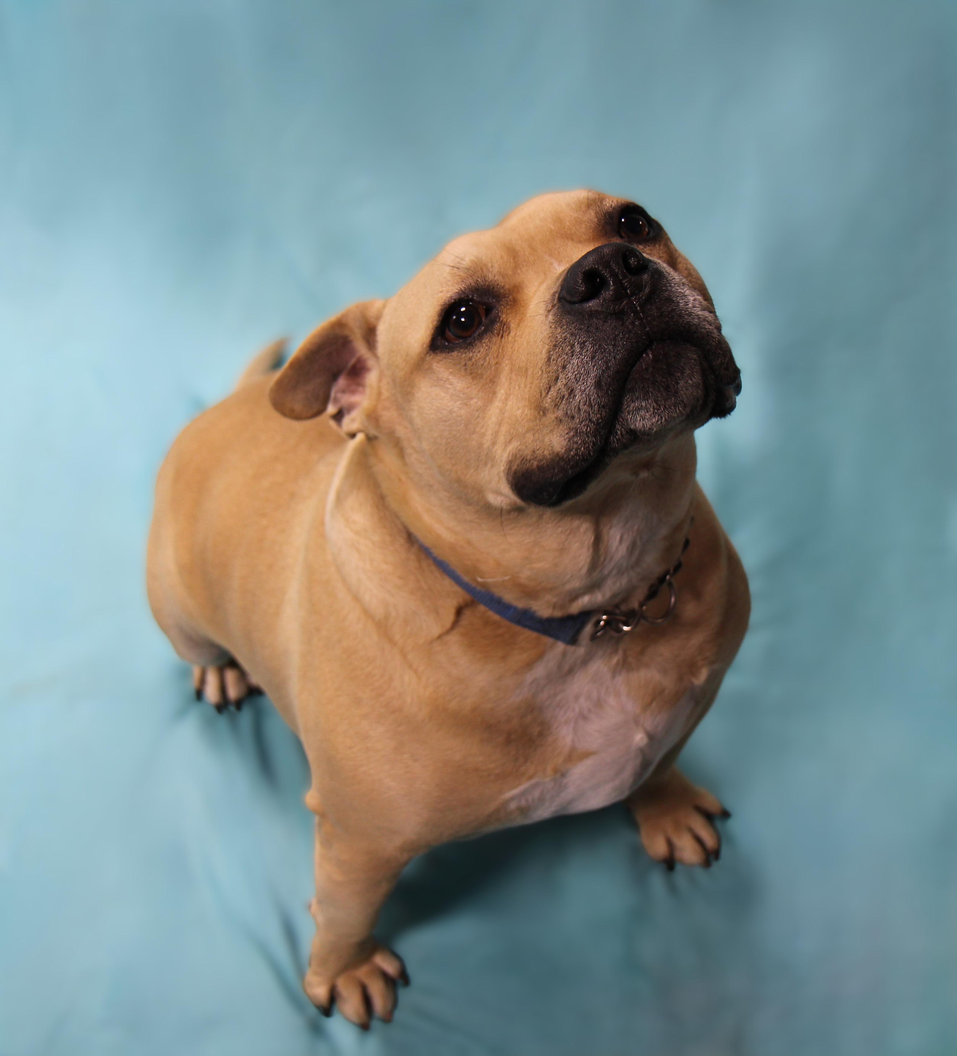 Geronimo, Adoptable, Adult Male Mixed Breed.