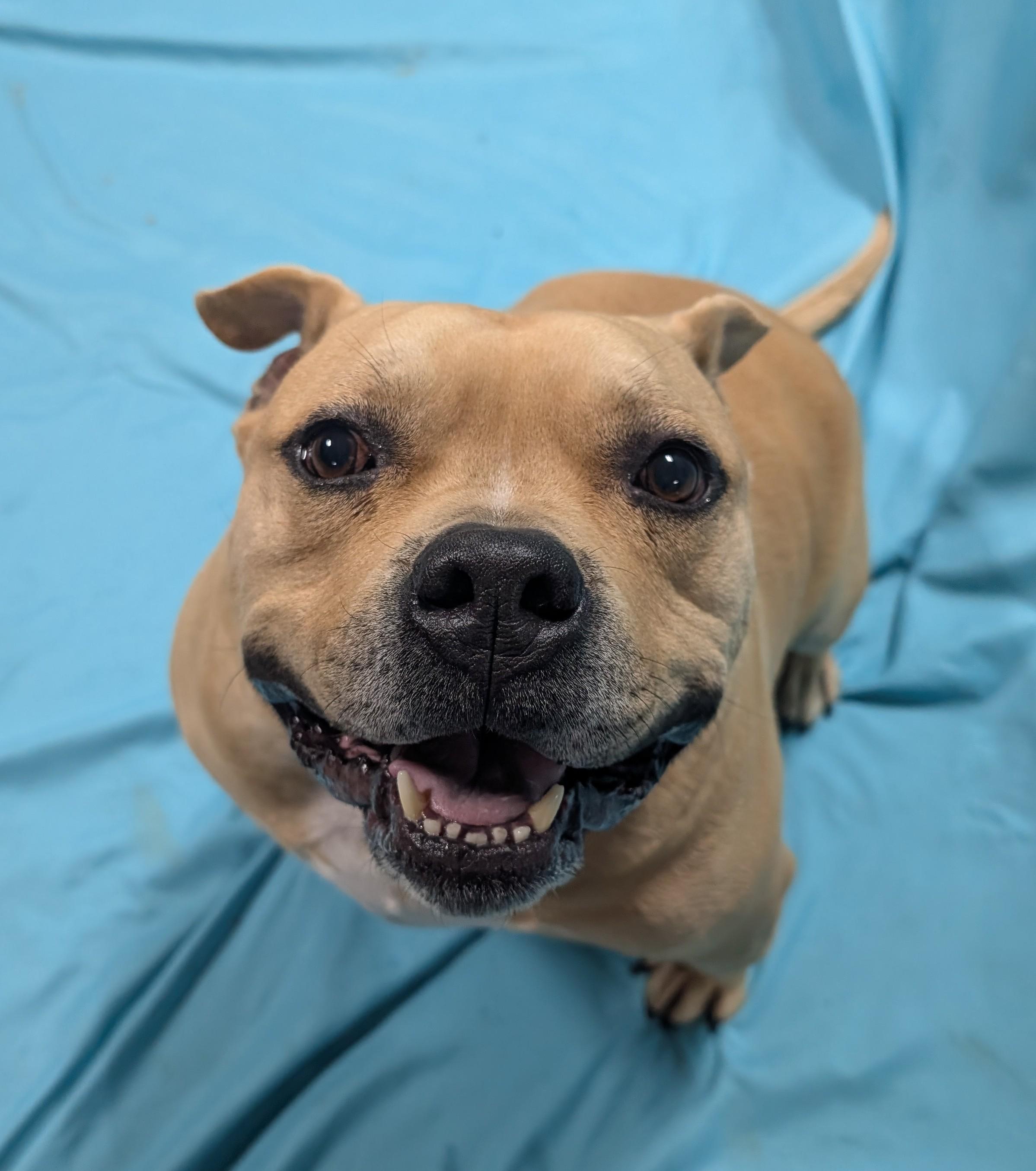 Geronimo, Adoptable, Adult Male Mixed Breed.