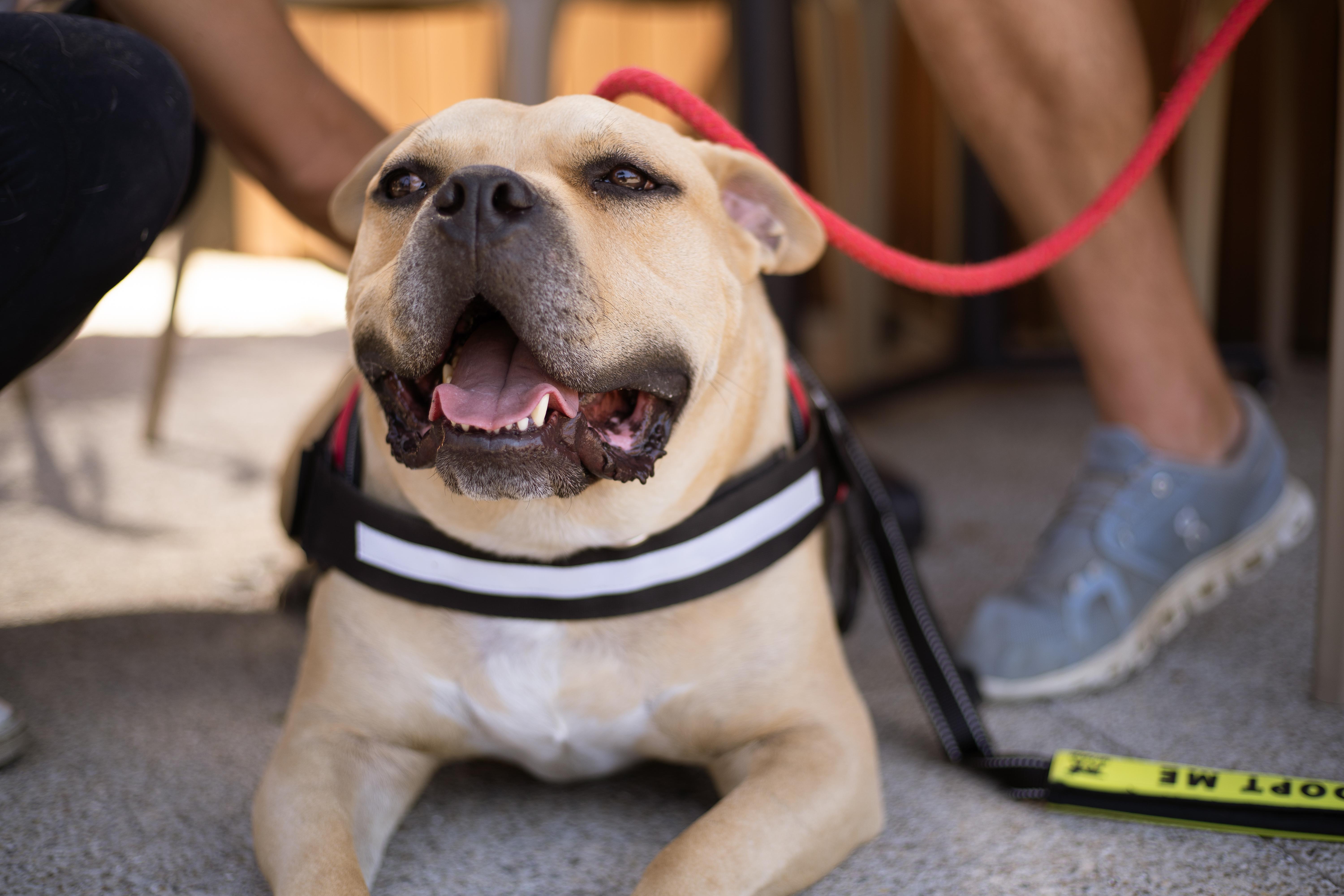 Geronimo, a Adoptable Mixed Breed image 2/6
